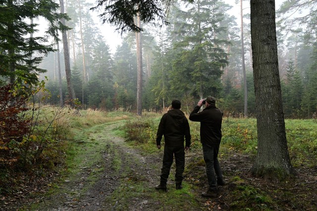 Straż Leśna do końca września prowadzi akcję "Jesień 2022". Jednym z jej celów jest zapobieganie kradzieży drewna.