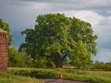 Dolnośląski dąb "Słowianin" zdobył tytuł "Drzewo Roku 2014"
