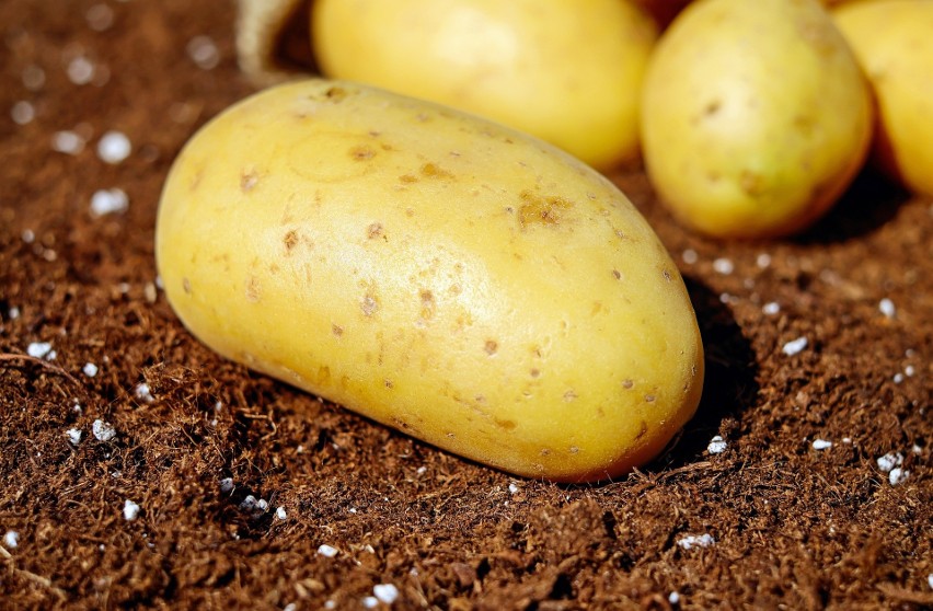 Ziemniaki odmiany gala, pochodzące z upraw w Polsce, zostały...