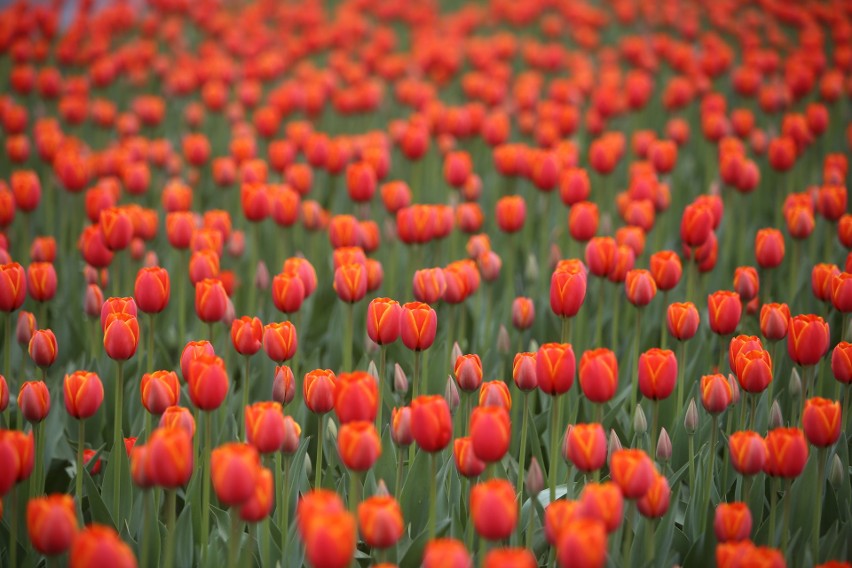 Piękne czerwone tulipany witają kierowców wjeżdżających do...