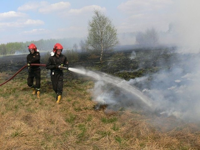 Codziennie strażacy zawodowi i ochotnicy wyjeżdżają do pożarów po kilkanaście razy