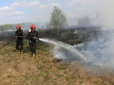 Powiat konecki w ogniu. Codziennie strażacy wyjeżdżają do pożarów po kilkanaście razy