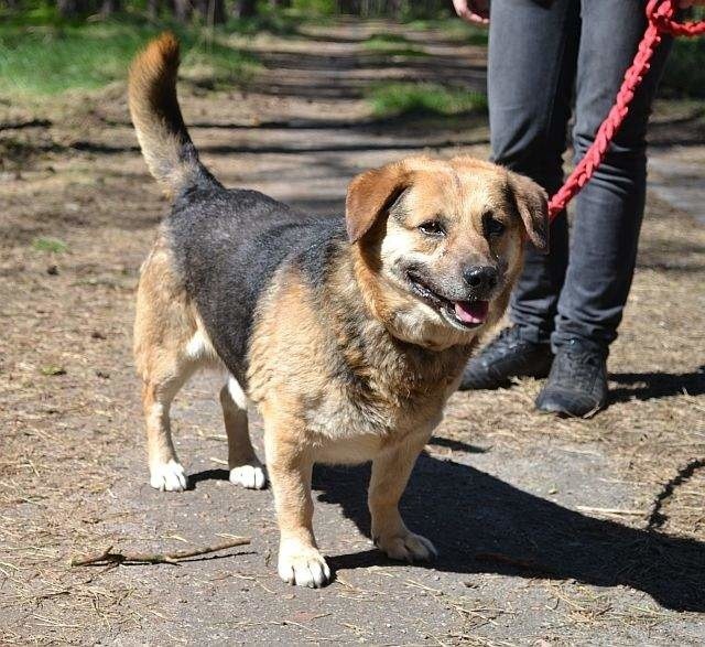 Goleniów: Rocky znalazł dom, ale kolejne psiaki czekają na adopcję