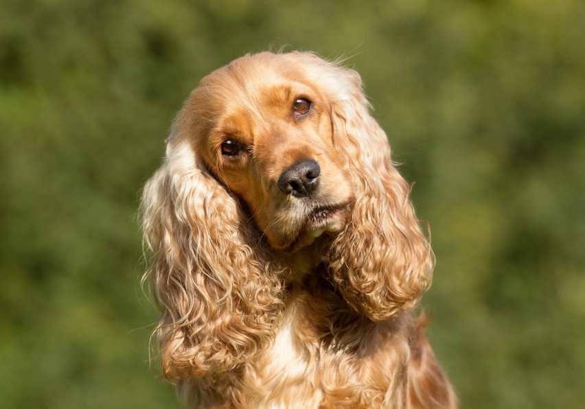 Cocker spaniel...