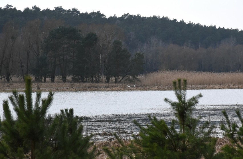 Mokra zima służy. Jezioro Nowe w Suchatówce znów pełne wody - zobacz zdjęcia 