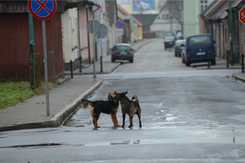 Co zrobić, gdy potrącisz psa lub kota? Zatrzymaj się i...