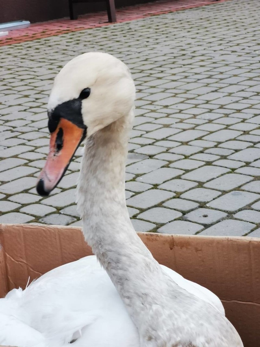 Strażacy z Grębowa tym razem nie gasili pożaru. Pomagali łabędziowi (ZDJĘCIA)