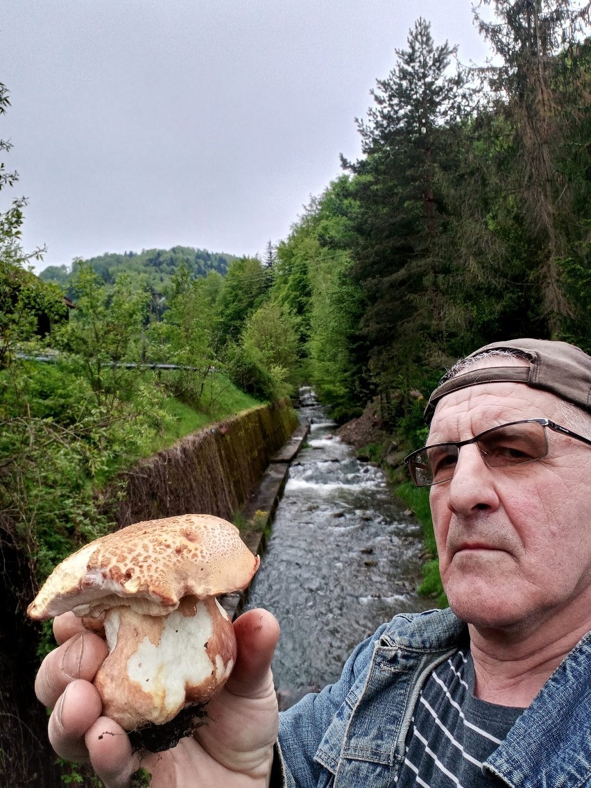 Pan Bronisław z Obidzy. Takie grzyby znajdował już kilka...