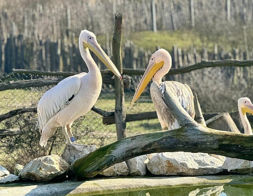 Zoo "Leśne Zacisze" w Lisowie w gminie Morawica ma nowych...