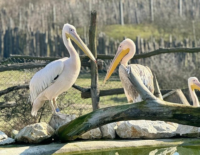 Zoo "Leśne Zacisze" w Lisowie w gminie Morawica ma nowych mieszkańców. To pelikany Emilio i Torsten.