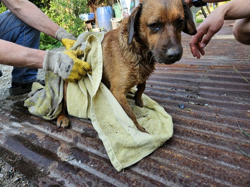 Psa uratowali strażacy z Nowego Sącza