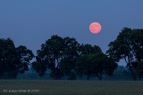 Truskawkowy Księżyc. Zobacz wyjątkową pełnię księżyca [ZDJĘCIA]