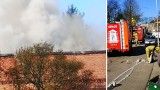 Pożar budynku w Złocieńcu. Z ogniem walczy kilkanaście zastępów straży pożarnej