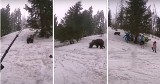 Tatry Słowackie. Niebezpieczne spotkanie z niedźwiedziem. Dzieci uciekały z krzykiem [WIDEO]