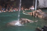 Nowy lokator słoniarni w łódzkim zoo oswaja się z nowym otoczeniem