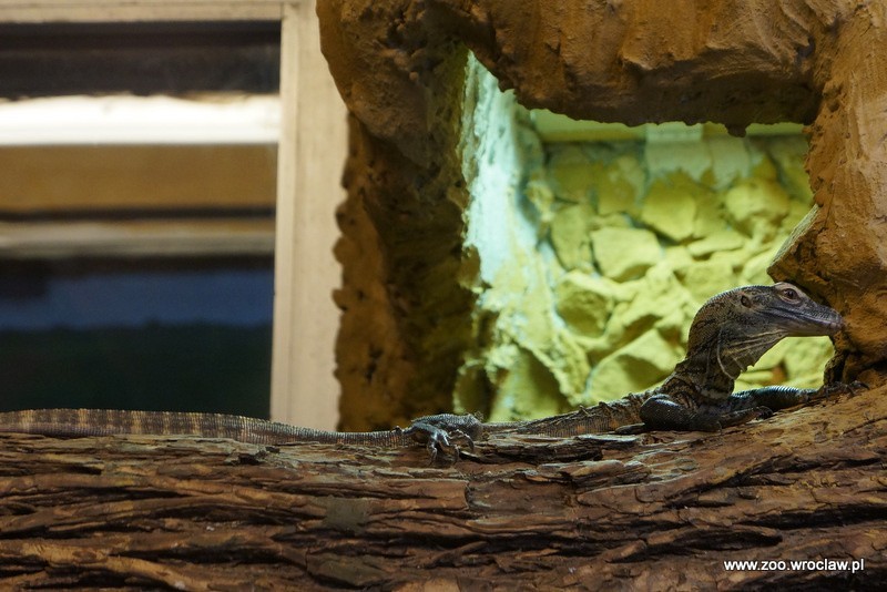 Warany z komodo w zoo we Wrocławiu