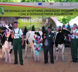 Szepietowo. Regionalna Wystawa Zwierząt Hodowlanych 