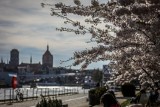 Pierwszy dzień astronomicznej wiosny. Jaka pogoda nas czeka? Oto prognoza 