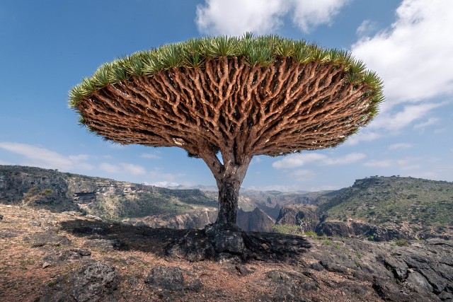 Te dziwacznie wyglądające, wiecznie zielone rośliny rosnące na wyspie Socotra u wybrzeży Jemenu mogą sprawić, że poczujesz się, jakbyś wylądował na obcej planecie. Jeszcze dziwniejsza jest ciemnoczerwona żywica, która po przecięciu sączy się jak krew, dlatego też nazywa się je drzewami smoczej krwi. Dzięki ogromnym, gęsto upakowanym, odwróconym koronom, które przypominają wywrócone na drugą stronę parasole lub dziwnie ukształtowane gigantyczne grzyby, smocze drzewa Socotra są wyjątkowo przystosowane do suchych warunków.