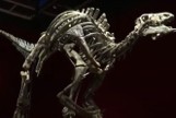 Szkielet dinozaura będzie sprzedany na aukcji w Paryżu. Jego wiek szacowany jest na 150 milionów lat
