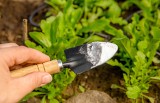 Soda oczyszczona w ogrodzie – pomocnik w walce z mszycami, mrówkami, chwastami i chorobami. Jak wykorzystać sodę oczyszczoną w ogrodnictwie?
