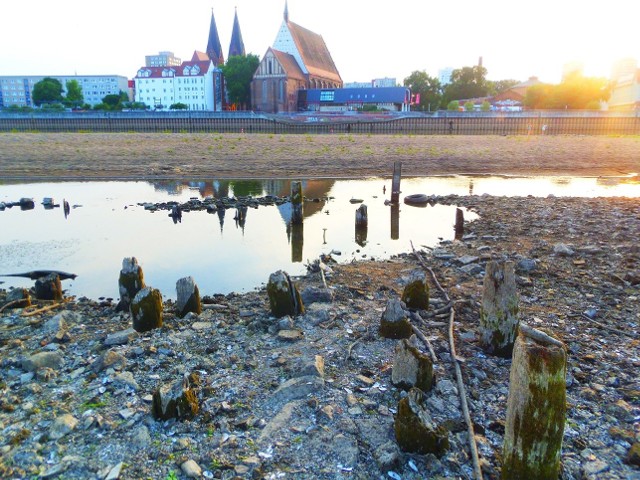 Pozostałości po moście w Słubicach, które zostały odkryte dzięki niskiemu poziomowi Odry.