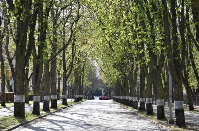 Kasztanowce - artykuły | Gazeta Pomorska