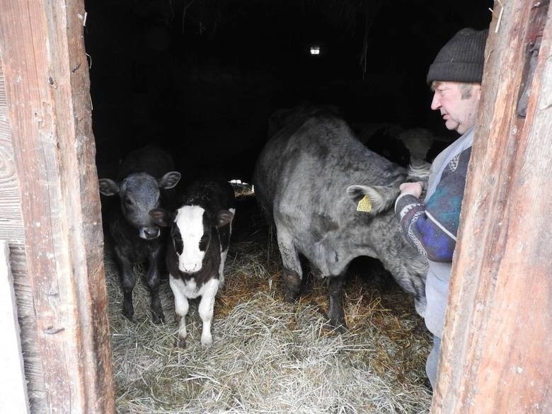 Rolnicy. Podlasie. 3 odcinek trzeciego sezonu. Gienek i...