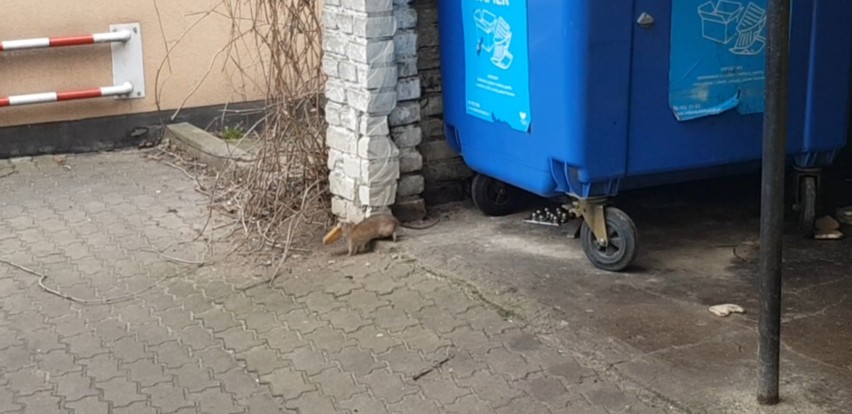 Szczury żerują w pozostawionych śmieciach.