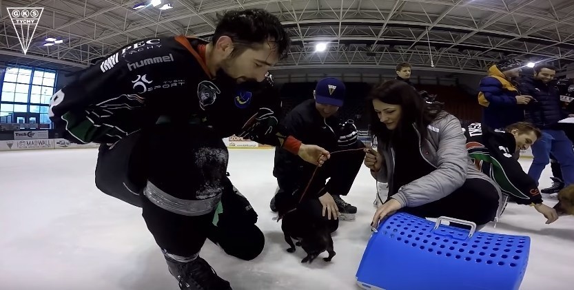 GKS Tychy prowadzi akcję pt. Nie zostawiaj psa na lodzie