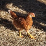 Polski kurczak oddawany do uboju waży średnio 2,44 kg. Różnice w UE