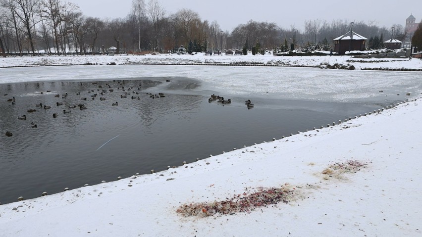 Park 1000-lecia w Chojnicach zimą