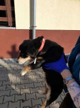 W Ściborowicach suczka biegała wzdłuż drogi. Zguba czy porzucony pies?
