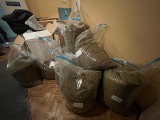 Kraków. 42-latek w internecie sprzedawał olejek CBD. W domu kryminalni znaleźli ponad 200 kg marihuany o wartości ponad 4 milionów zł
