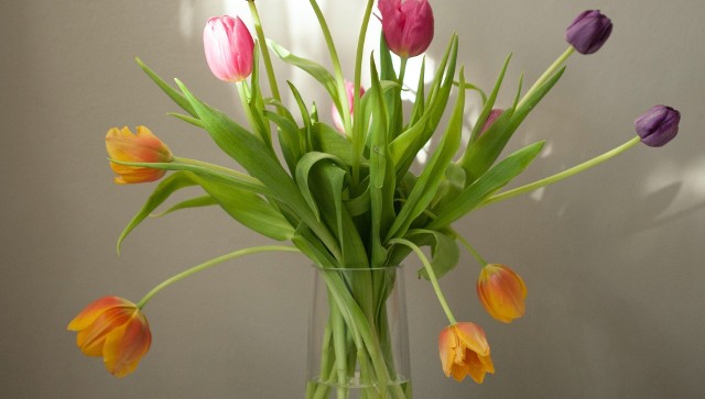Pamiętajmy, żeby po każdym umyciu wazonu dokładnie go wypłukać czystą wodą. Resztki środków czyszczących pozostawione na szkle mogłyby niekorzystnie wpłynąć na świeże kwiaty w wazonie.