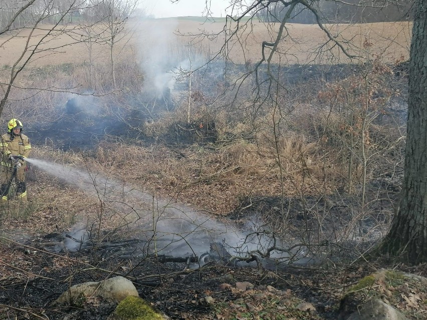 Pożar traw koło Czaplinka. Strażacy z OSP gasili ogień [zdjęcia]