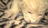 Dwa białe lwiątka przyszły na świat w Borysewie pod Łodzią [FILM]