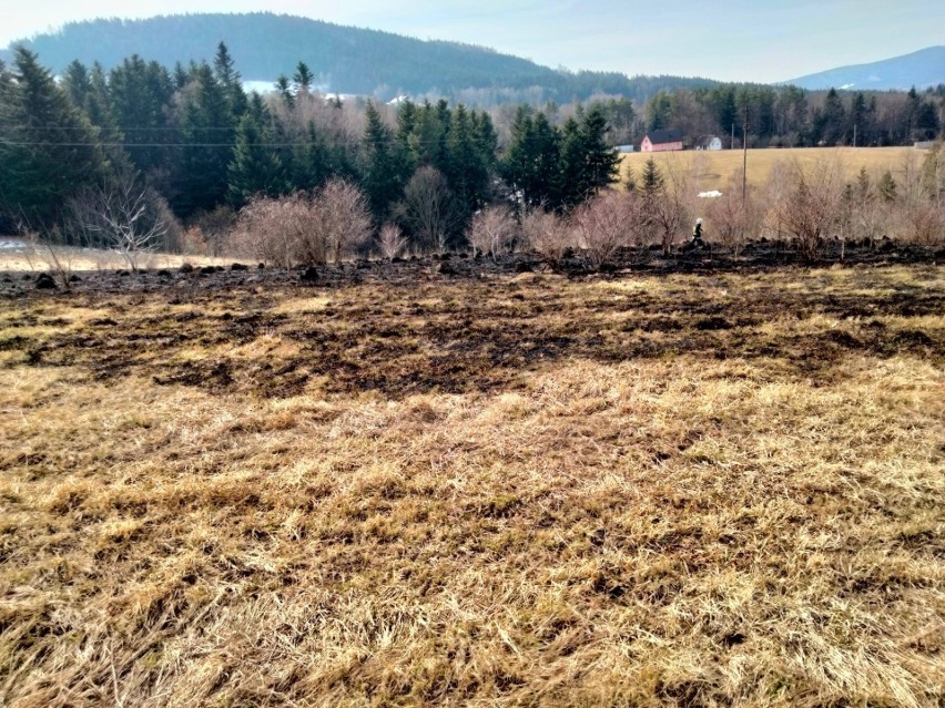 Małopolska. Niechlubny rekord i tragedie. Wypalają trawy na potęgę mimo usilnych próśb strażaków [ZDJĘCIA]