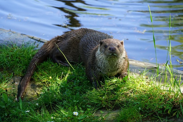 Wydra Peri ze śląskiego zoo ma nowy wybieg