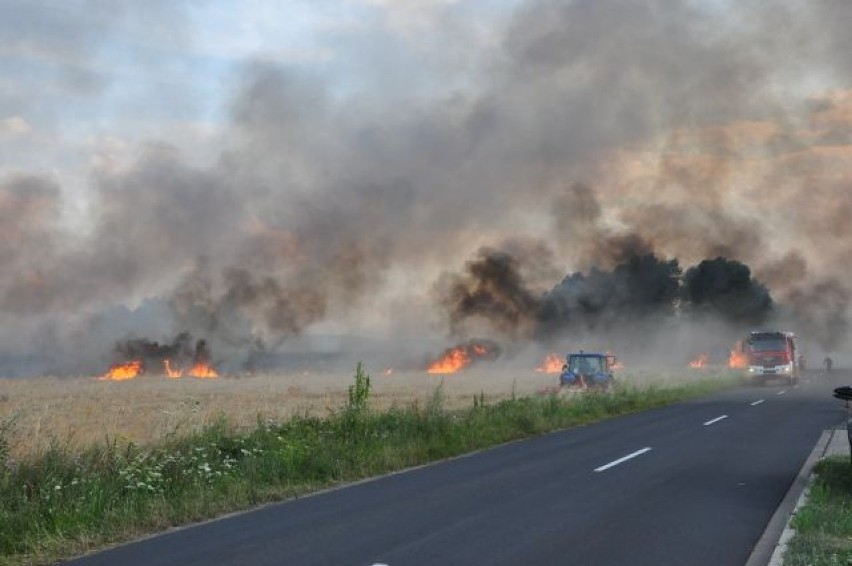 Pożar w Starym Widzimiu: Spłonęło 6 hektarów pola z pszenicą