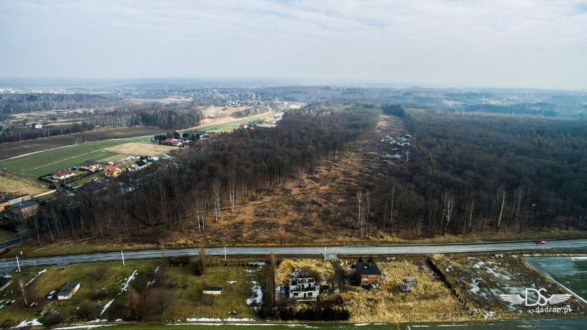 Rybnik: Wycinają las pod drogę Racibórz-Pszczyna