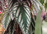 Cissus discolor, czyli różnobarwny, to domowe pnącze o pięknych liściach. Sprawdź, jak uprawiać i pielęgnować tę roślinę