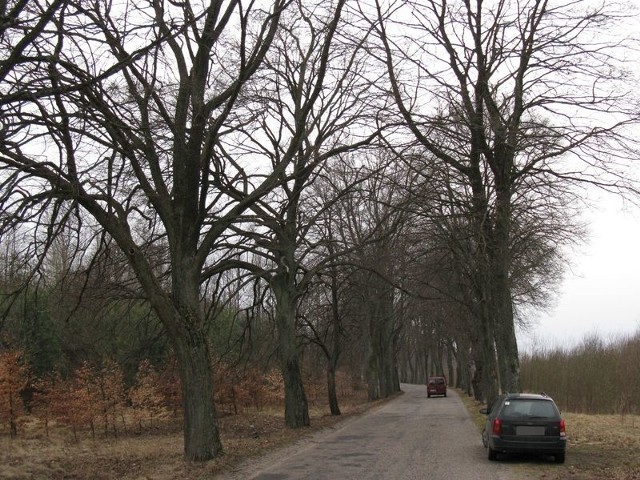 Wszystkie drzewa rosnące przy drodze między Miastkiem a Wołczą Wielką zostaną wycięte. 