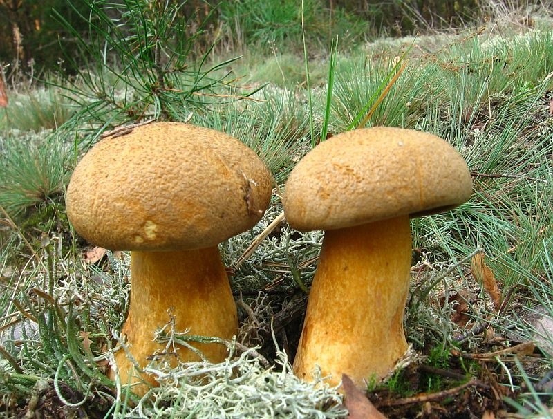 Zaczyna się wysyp grzybów w Małopolsce. Które są jadalne? [GALERIA]