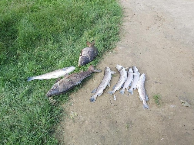 Mieszkańcy Goszkowa pod Mieszkowicami poinformowali o śniętych rybach w pobliskim jeziorze