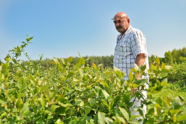 Dariusz Winiarski prowadzi w Tarnobrzegu plantację borówki amerykańskiej. Przedsiębiorca ma jednak problem, chciałby oddać gminie swoją działkę przy ulicy Sienkiewicza za 2,5 hektara, gdzie jest uprawa borówki. Samorząd odpowiada &#8222;nie&#8221;.