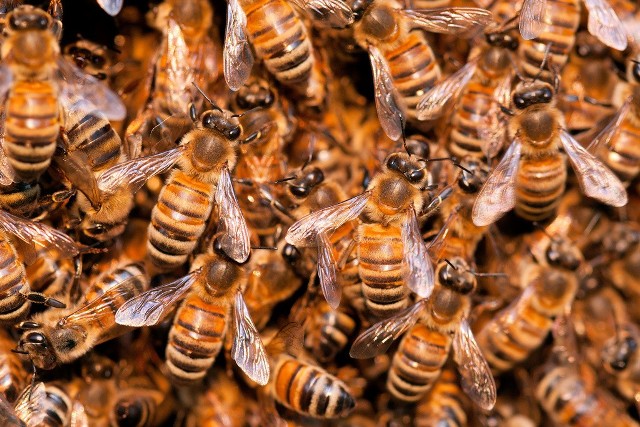 5 mln pszczół wydostało się na wolność w okolicach Toronto. Zdjęcie ilustracyjne