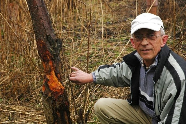 Kazimierz Kozdraś - Prezes Ogródków Działkowych "Przyjaźń" w Rzepinie pokazuje szkody, jakie bobry wyrządzają działkowcom.