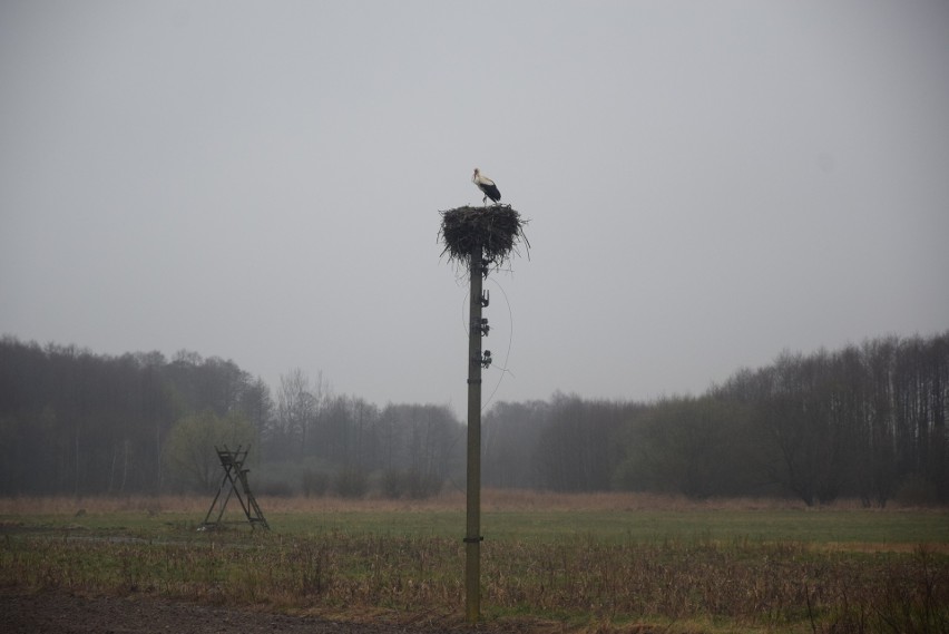 Nieodłączny zwiastun nadchodzącej wiosny. Przyleciał bocian do wsi Dobrut koło Orońska (ZDJĘCIA)