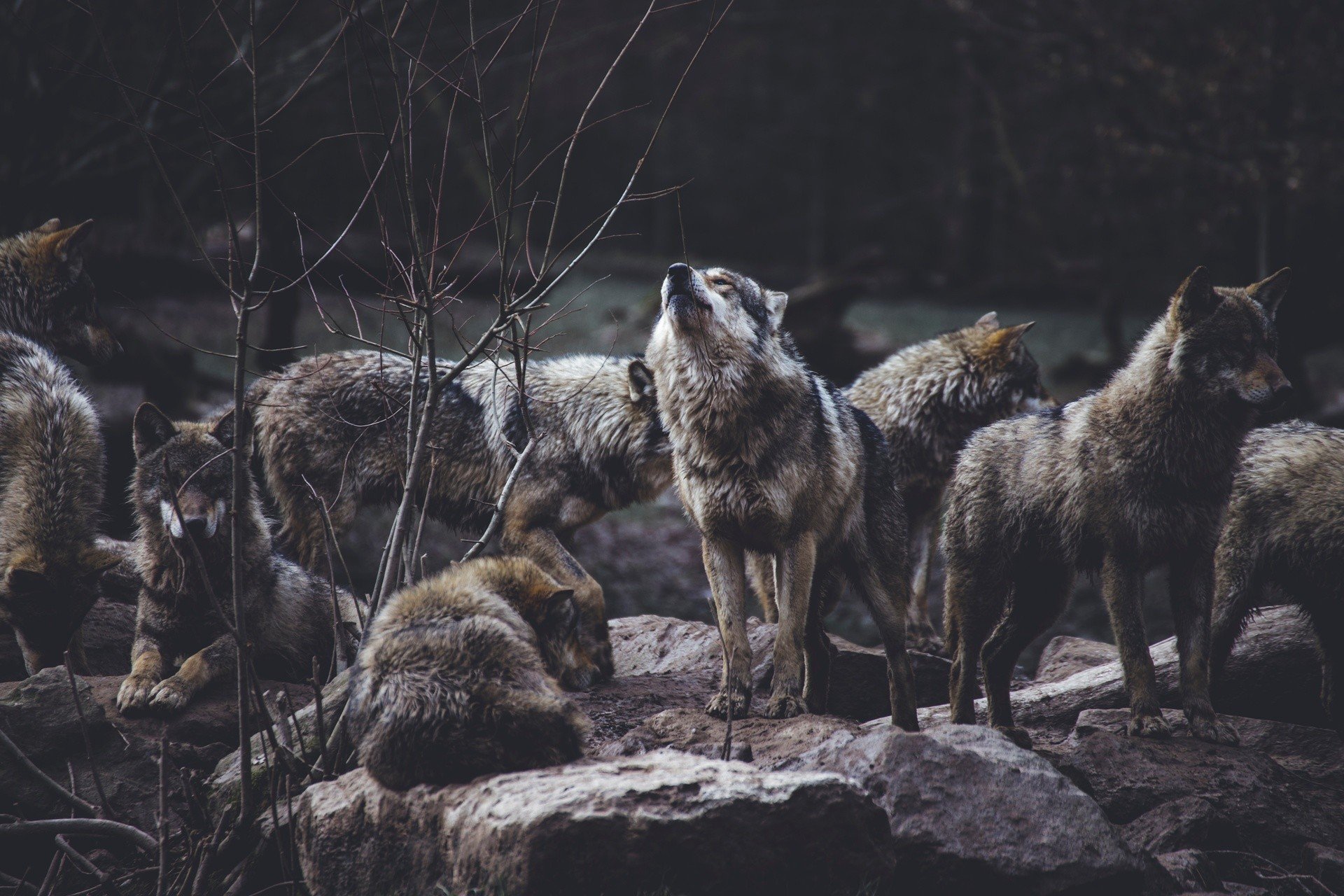 Wilków jest coraz więcej. Podczas spaceru w lesie możemy stanąć z nimi oko  w oko. Jak się wówczas zachować? [ROZMOWA] | Gazeta Lubuska